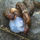 Leopardsnegler