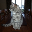 Sofus the cat