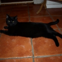 Bagheera